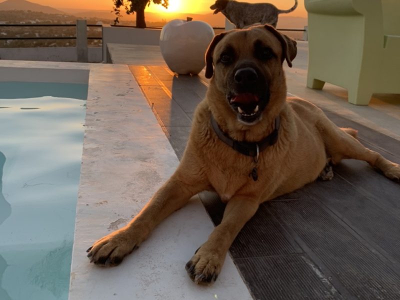 Onze hond Sietse tegen de ondergaande zon bij Vakantieverblijf Algarve.